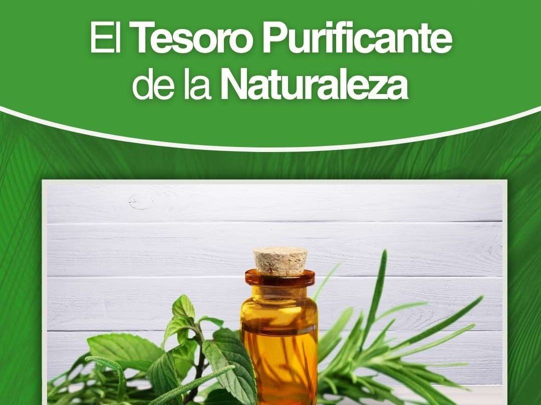 Aceite de Árbol del Té: El Tesoro Purificante de la Naturaleza - drorganic.es