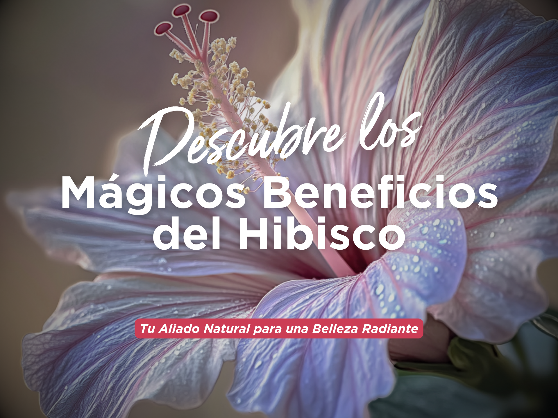 Descubre los Mágicos Beneficios del Hibisco: Tu Aliado Natural para una Belleza Radiante