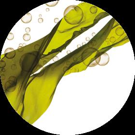 Algas Marinas - drorganic.es