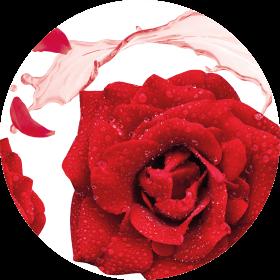 Rosa Damascena - drorganic.es